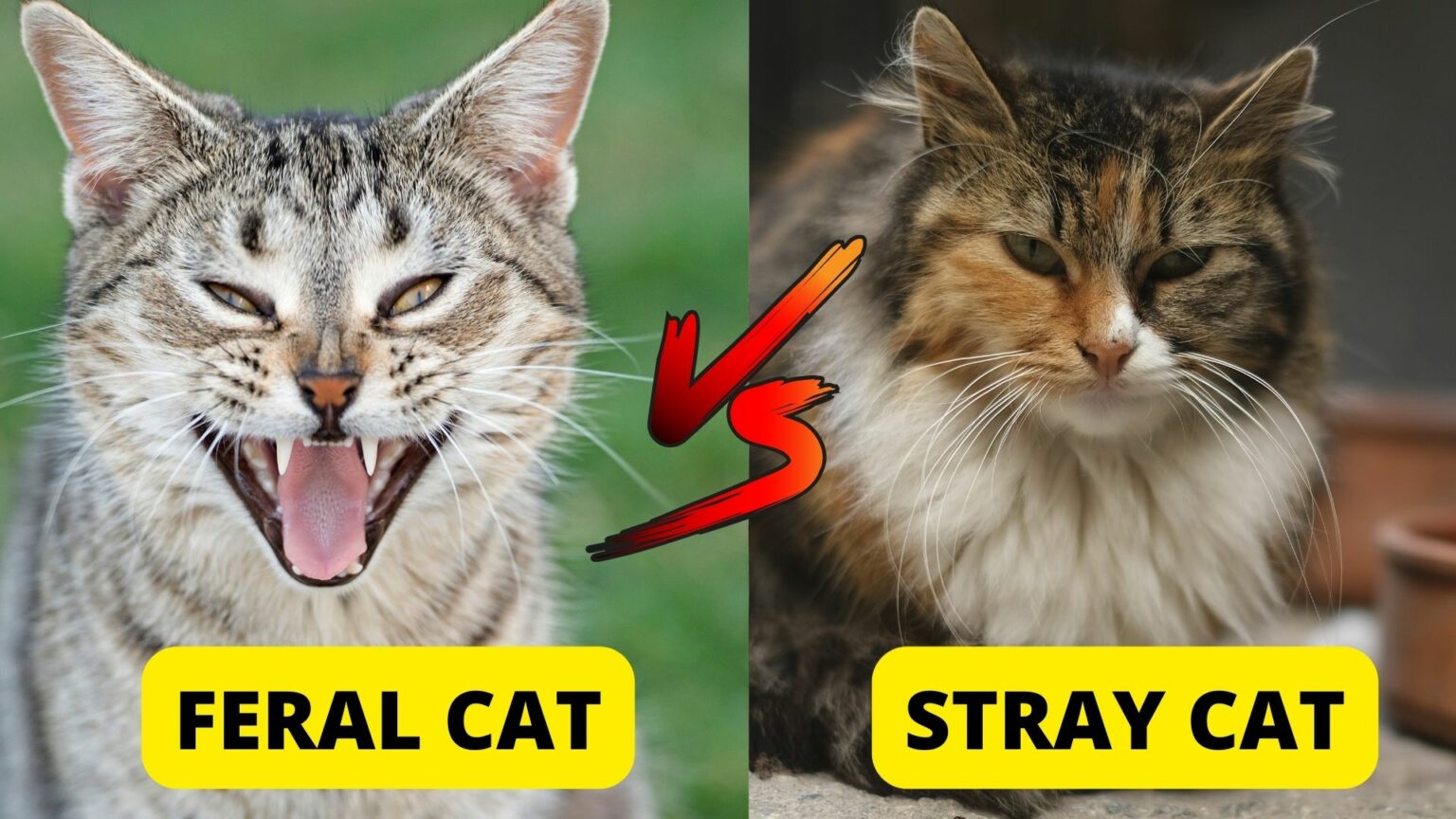 how-to-tell-if-a-cat-is-feral-4-ways-to-know-traveling-with-your-cat