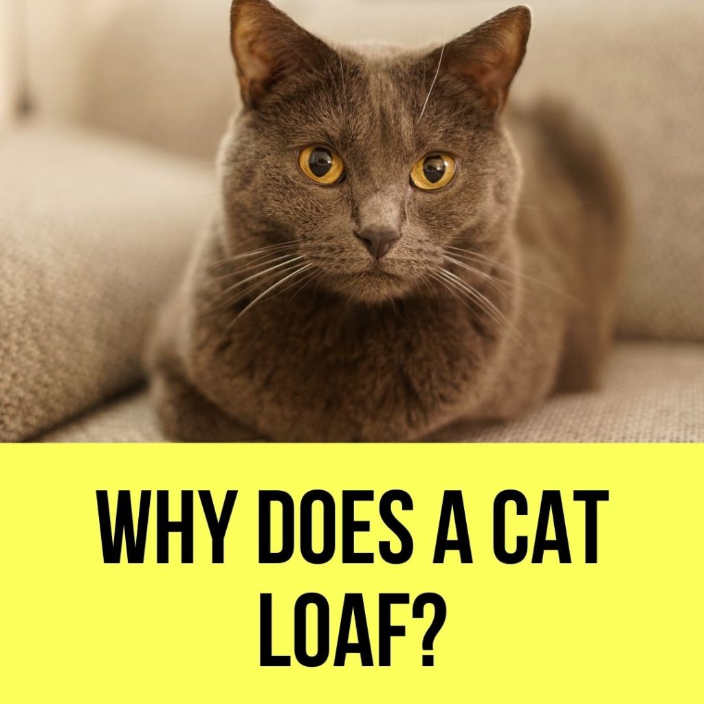 cat-loaf-meaning-6-cat-loafing-positions-you-must-know