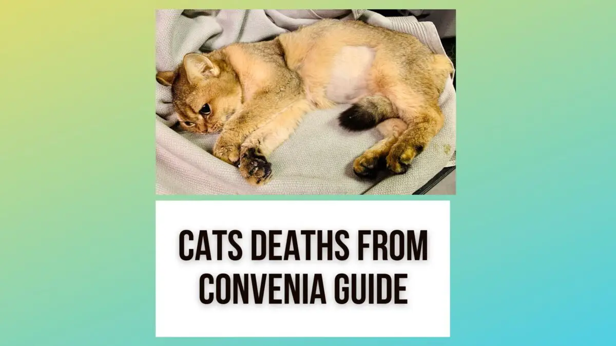 cat-deaths-and-convenia-antibiotic-are-they-relatable