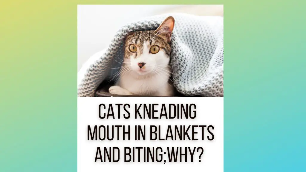 Cats Kneading Its Mouth In Blankets And Biting Them? But Why?