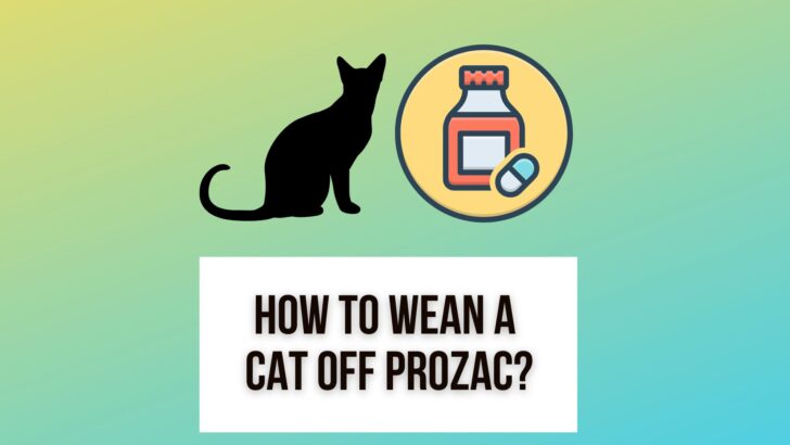 do dogs need to be weaned off prozac