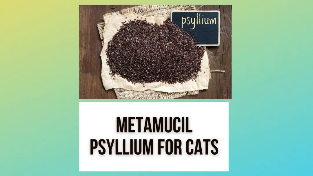 metamucil-psyllium-fiber-for-cats-natural-constipation-remedy