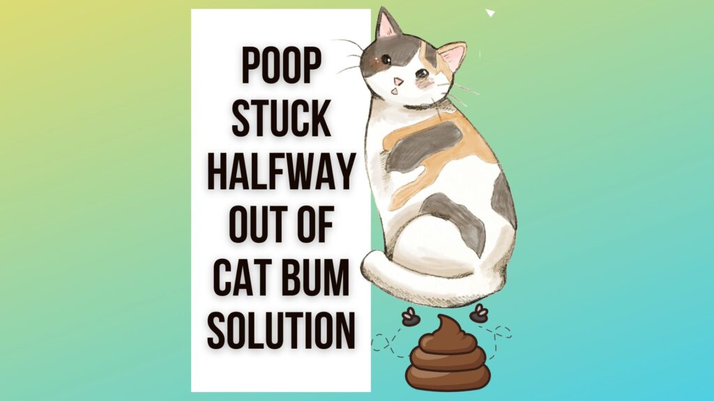 poop-stuck-halfway-out-of-cat-bum-what-to-do