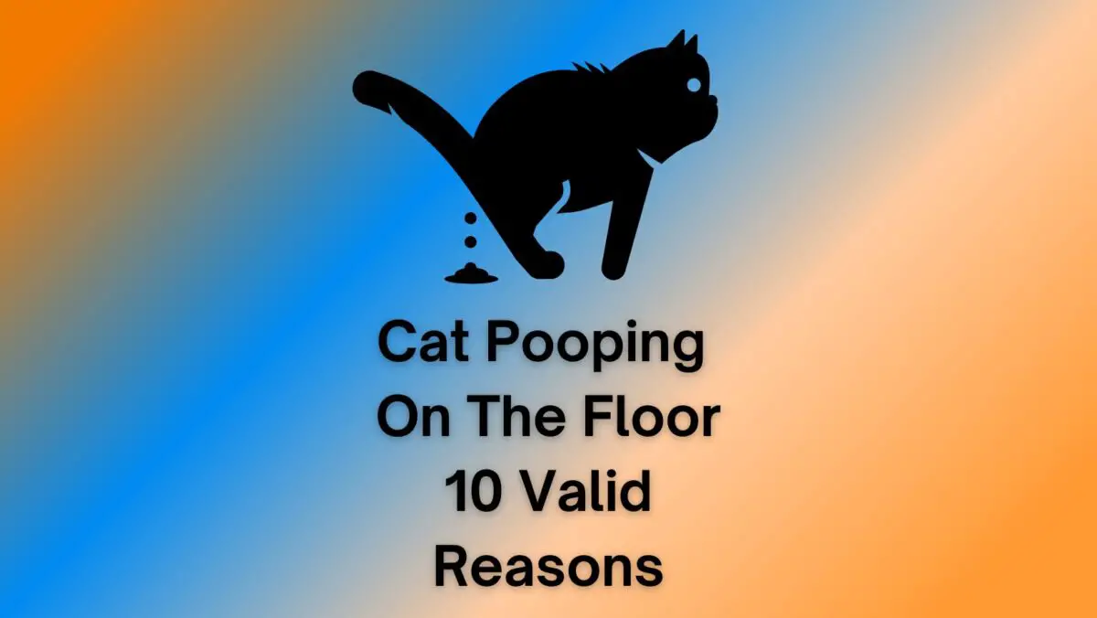 Cat Pooping On The Floor 10+Valid Reasons!